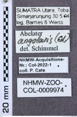 Etiketten zu Calais pantherinus (NHMW-ZOO-COL-0009974)